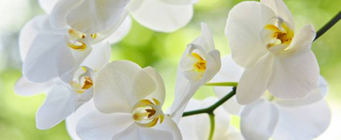 Orchideen richtig gepflegt